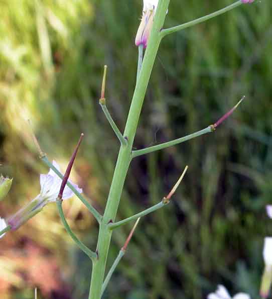 Crucifera da identificare