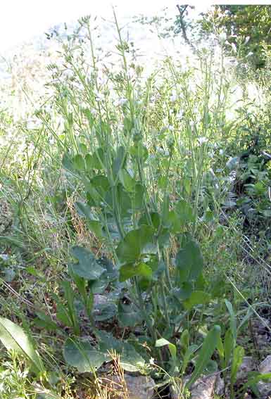 Crucifera da identificare