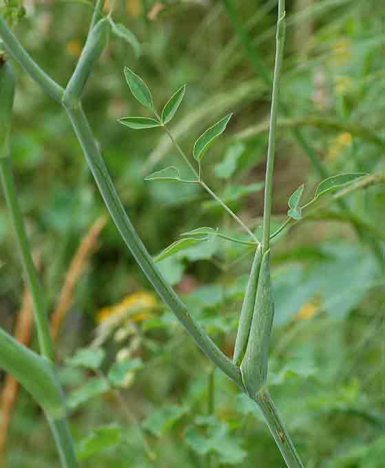 Geranium columbinum