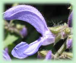 Nei prati sotto i mille mt. - Salvia cfr. pratensis