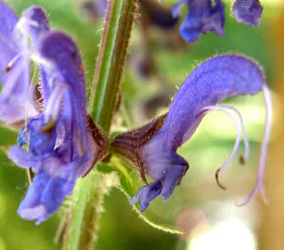 Nei prati sotto i mille mt. - Salvia cfr. pratensis