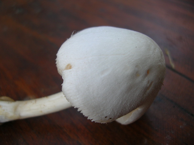..sembra Amanita Verna
