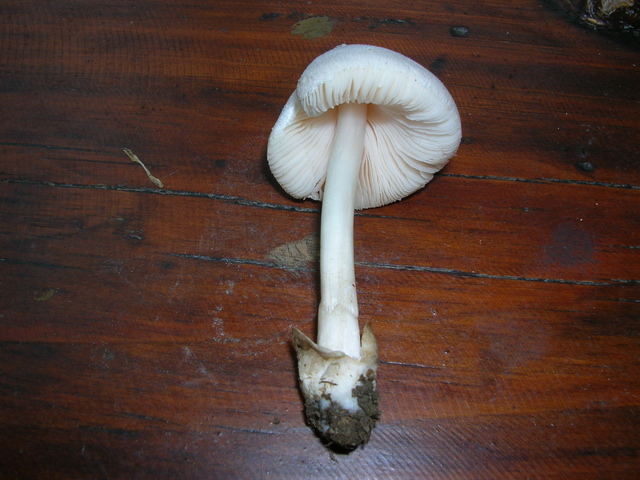 ..sembra Amanita Verna
