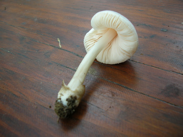 ..sembra Amanita Verna