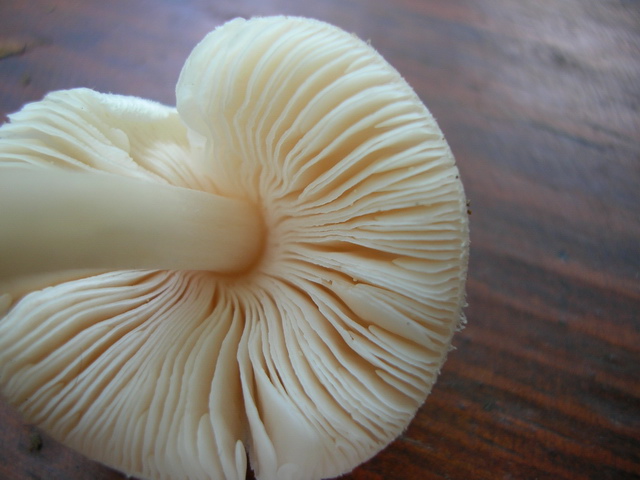 ..sembra Amanita Verna