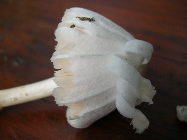 ..sembra Amanita Verna