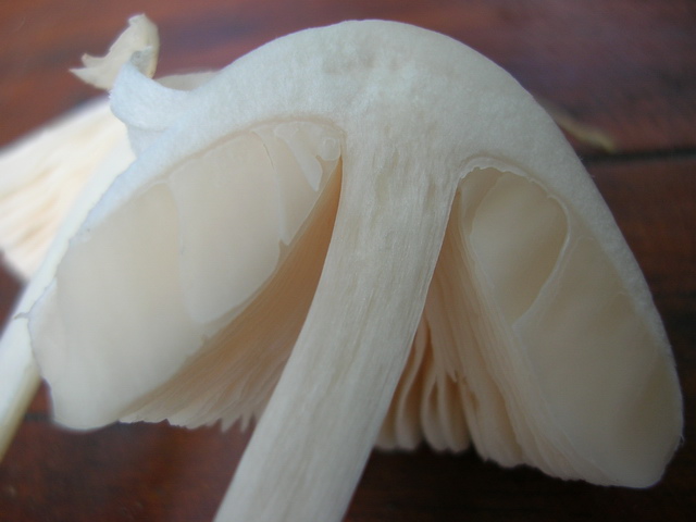 ..sembra Amanita Verna