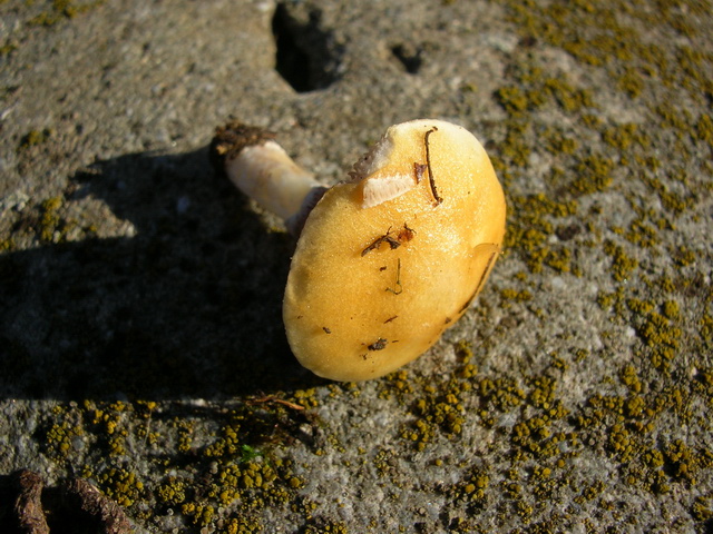 un piccolo sconosciuto..