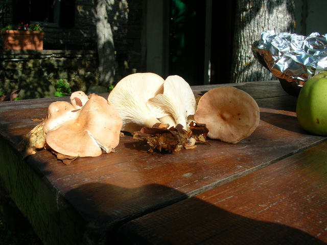 ..2 soggetti da sottoporre