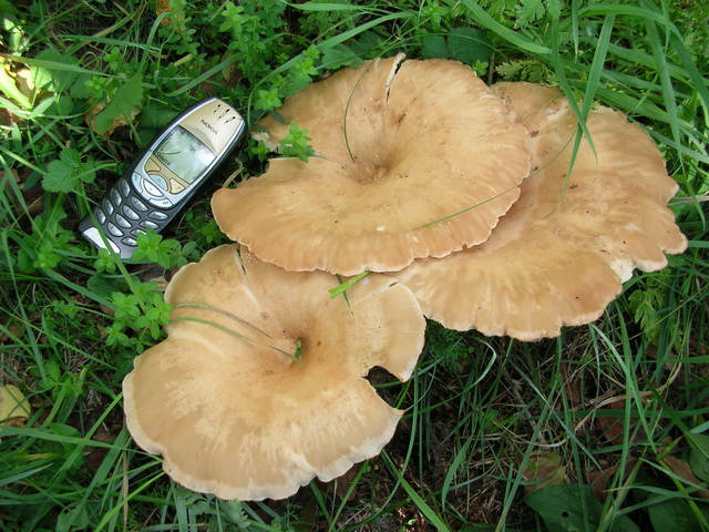 buoni soggetti da definire...