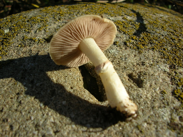 un piccolo sconosciuto..