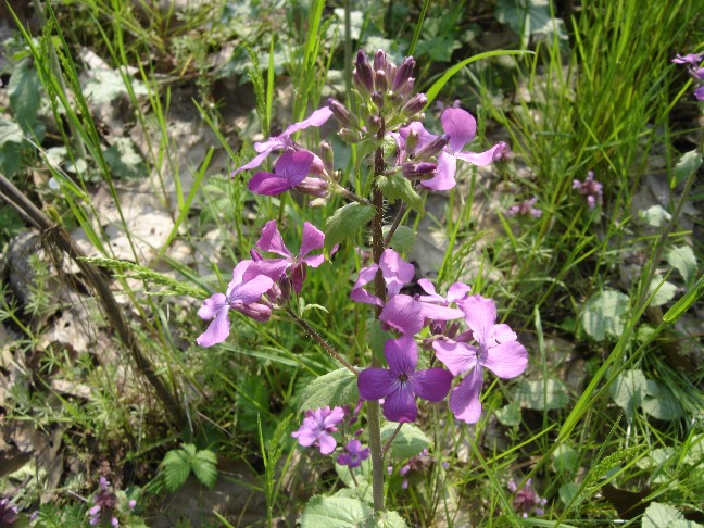 Lunaria annua / Medaglie del Papa