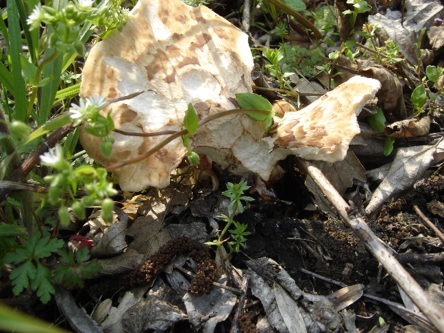 Poliporus??? (Polyporus squamosus)