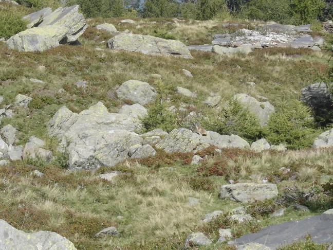 Incontro Ravvicinatissimo - Marmota marmota