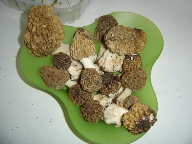 Pasqua....(Morchella esculenta s.l.)