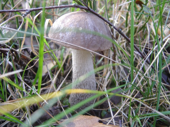 Solito giro a Colico