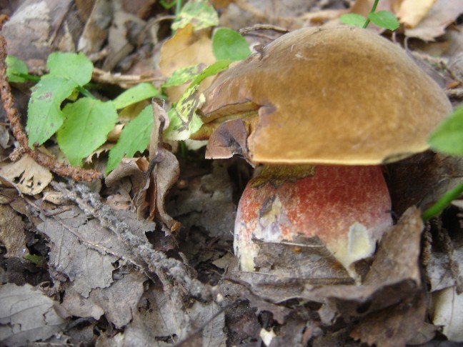 Solito giro a Colico