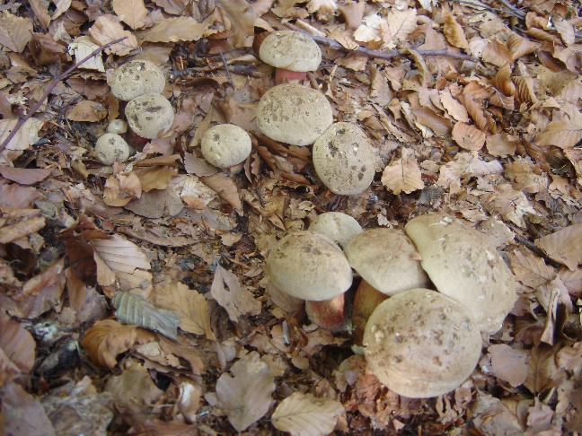 Solito giro a Colico