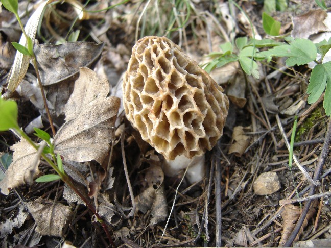 Pasqua....(Morchella esculenta s.l.)