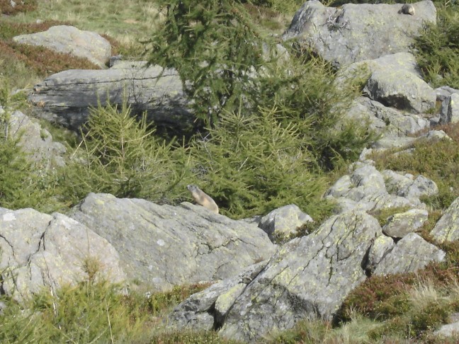 Incontro Ravvicinatissimo - Marmota marmota