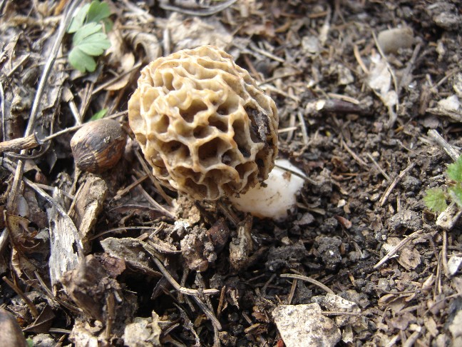 Pasqua....(Morchella esculenta s.l.)