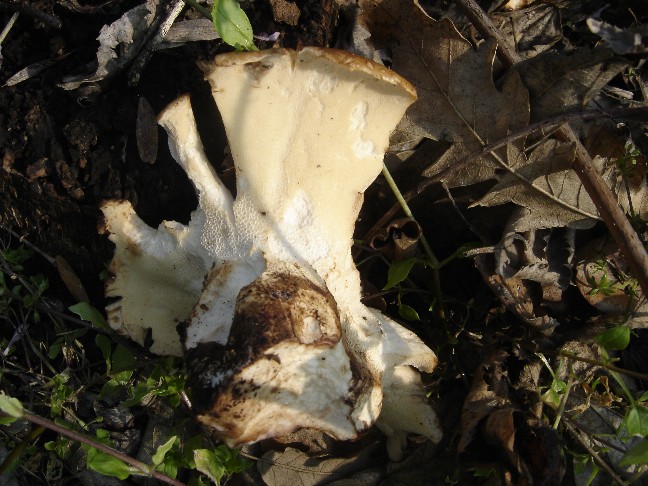 Poliporus??? (Polyporus squamosus)