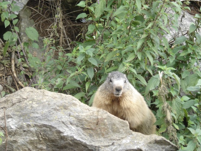 Incontro Ravvicinatissimo - Marmota marmota