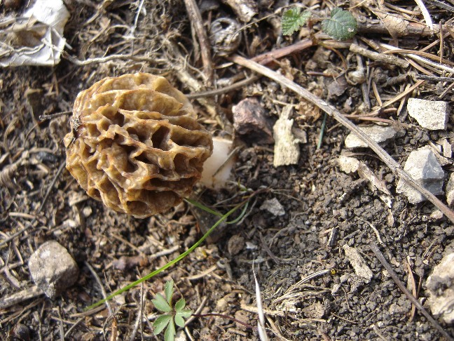 Pasqua....(Morchella esculenta s.l.)