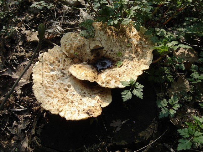 Poliporus??? (Polyporus squamosus)