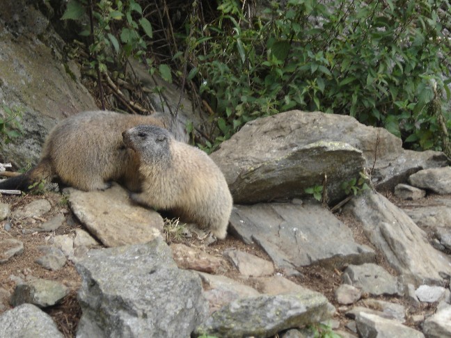Incontro Ravvicinatissimo - Marmota marmota