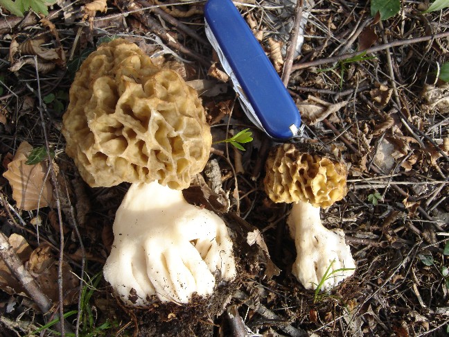 Pasqua....(Morchella esculenta s.l.)