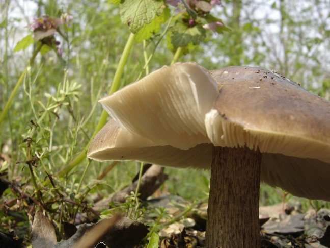 Pluteus???