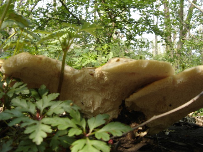 Poliporus??? (Polyporus squamosus)