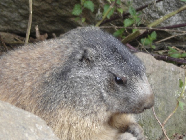 Incontro Ravvicinatissimo - Marmota marmota