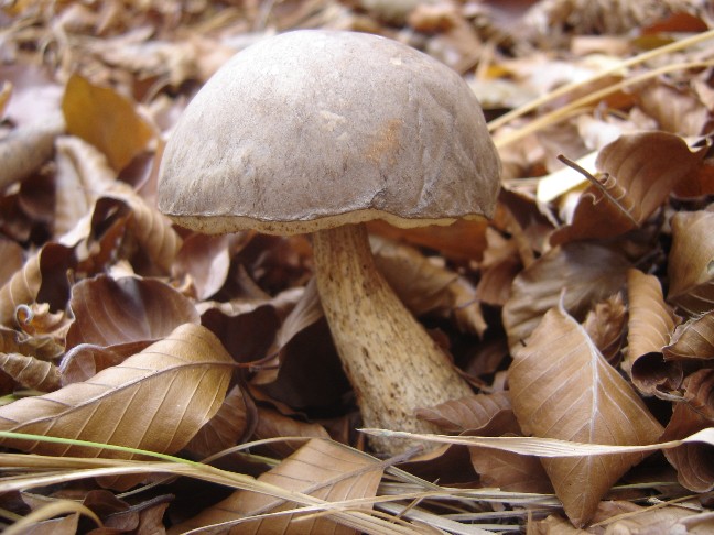 L''autunno  arrivato