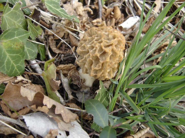 Pasqua....(Morchella esculenta s.l.)