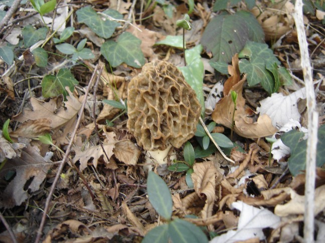 Pasqua....(Morchella esculenta s.l.)