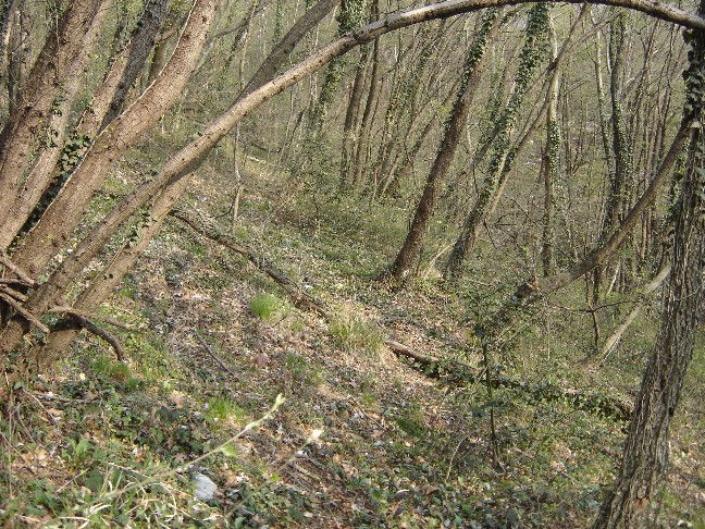 Pasqua....(Morchella esculenta s.l.)