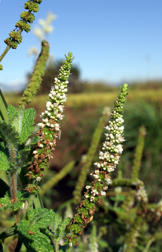 Che menta ? Mentha spicata