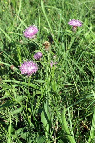 Centaurea nigrescens