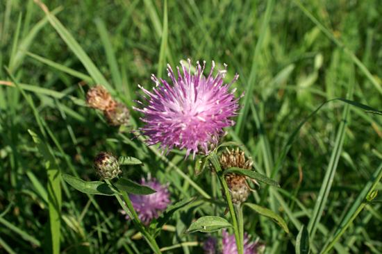 Centaurea nigrescens