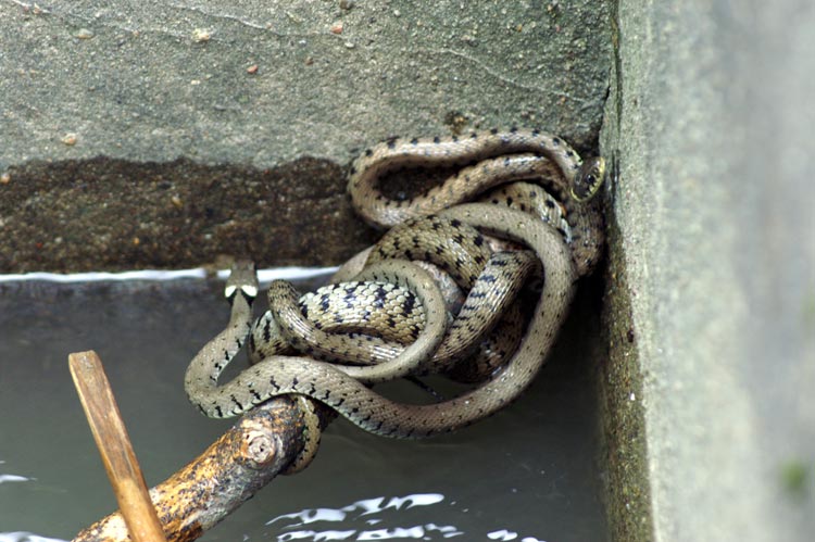 S.O.S. natrix