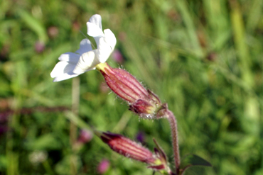 Silene latifolia (=Silene alba) / Silene bianca