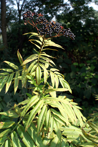 Sambucus ebulus / Sambuco lebbio