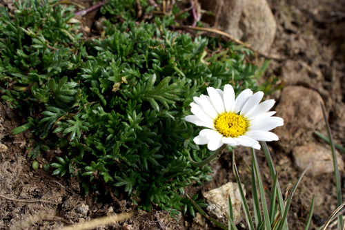 Leucanthemopsis alpina / Margherita alpina