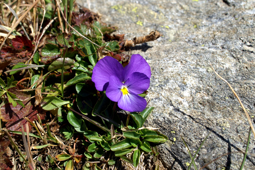 Viola calcarata / Viola con lo sperone, Viola  farfalla