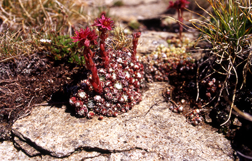 Sempervivum arachnoideum / Semprevivo ragnateloso
