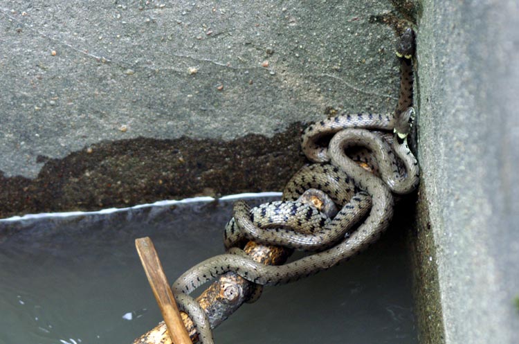 S.O.S. natrix