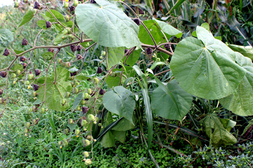 Abutilon theophrasti / Cencio molle