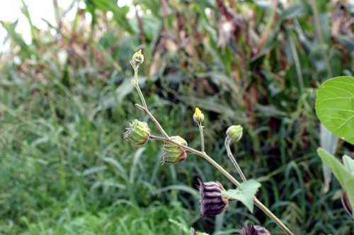 Abutilon theophrasti / Cencio molle